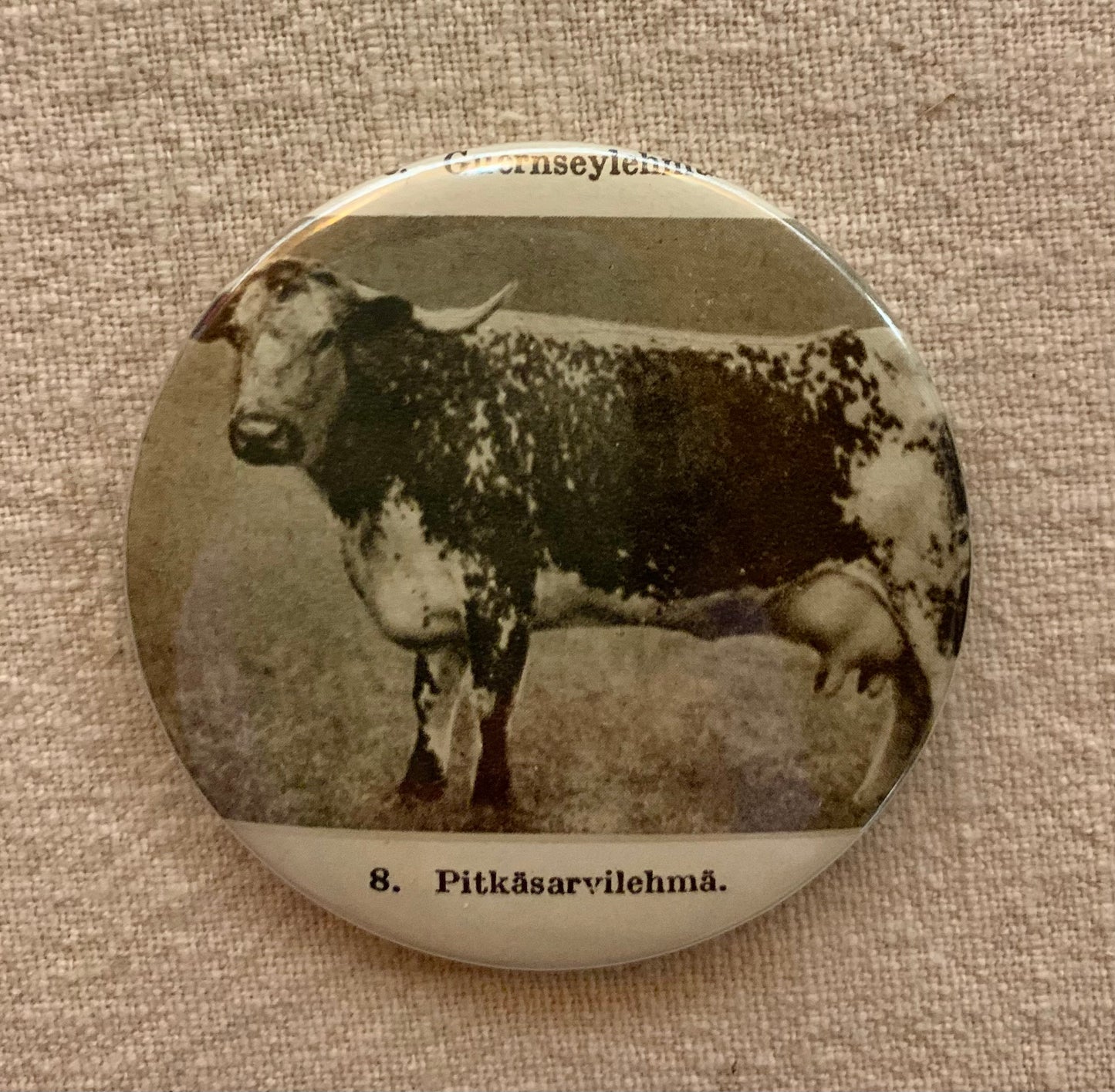 Rintanappi: Pitkäsarvilehmä