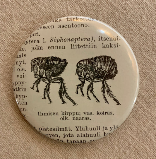 Rintanappi: Ihmisen kirppu
